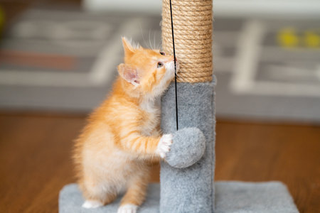 Domestic ginger little cute kitten plays with a scratching post. Fun for cats. Petsの写真素材
