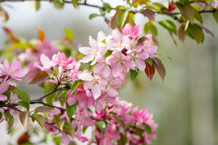 Flowering pink branches of the decorative apple tree. A tree blooming with petals in a garden or park in a sunny day. Nature, close-upの写真素材