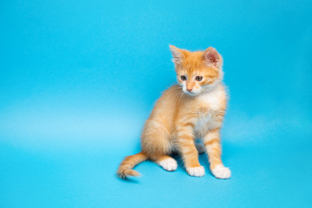 Ginger tabby little kitten on a blue background looks down. Animal portrait. Pet. Sitting posing.の写真素材
