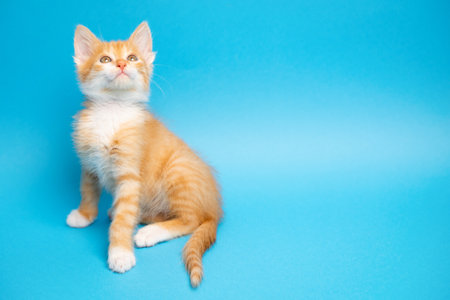 Ginger tabby little kitten on a blue background looks up. Animal portrait. Pet. Sitting posing. Beautiful funny kitten. Copy spaceの写真素材