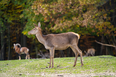 A beautiful young deer walks in the autumn forest on a sunny day.の写真素材
