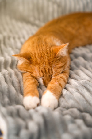 Ginger domestic cute cat sleeps with its paws outstretched on a soft blanket. Home comfort. Selective focusの写真素材