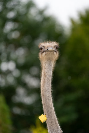 Ostrich in the zoo, close-up portrait. Nature and animals.の写真素材