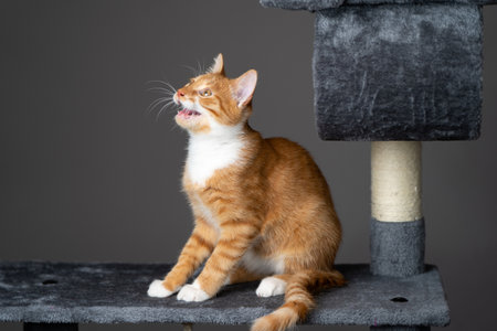 Ginger domestic meowing cat sitting on cat tower. Pet house, tree with scratching posts.の写真素材