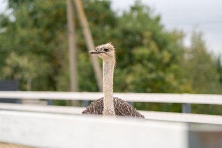 Ostrich in the zoo, close-up portrait. Nature and animals.の写真素材