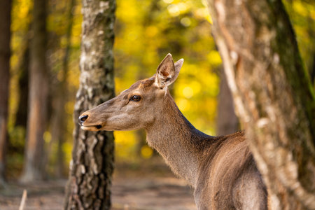 A beautiful young deer walks in the autumn forest on a sunny day.の写真素材