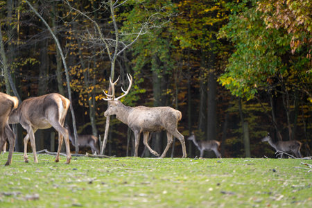 A beautiful young deer walks in the autumn forest on a sunny day. Selective focusの写真素材