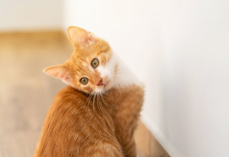 Ginger tabby little kitten look away sitting on the floor. Animal portrait. Pet. Sitting posing. Beautiful funny kitten. Selective focusの写真素材
