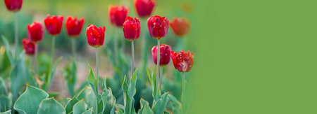 Beautiful red tulips on a flowering field in the springtime. Banner with copy spaceの写真素材