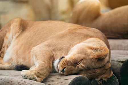 Beautiful African lion in a zoo enclosure on a summer sunny day. Wild animals.の写真素材
