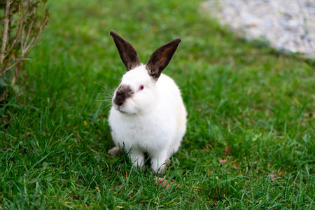 White cute rabbit sitting on the grass. Young adorable bunny playing in garden outdoor.の写真素材