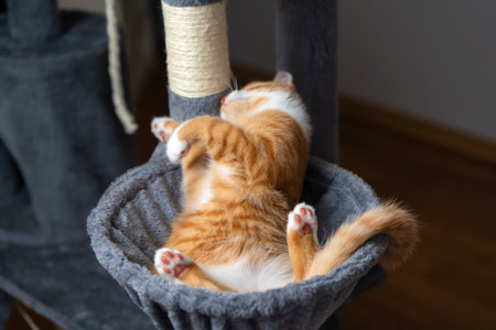 Ginger domestic playful cat lying on cat tower. Pet house bed, tree with scratching posts. Focus on the pawの写真素材