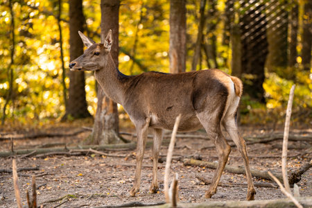 A beautiful young deer walks in the autumn forest on a sunny day.の写真素材