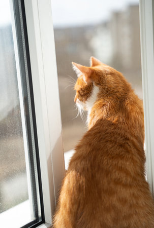 A ginger cat looks out into the street through the window. Thoughtful or curious Changing weather or urban views.の写真素材