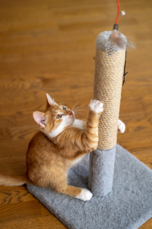 Domestic ginger little cute kitten plays with a scratching post. Fun for cats. Selective focusの写真素材