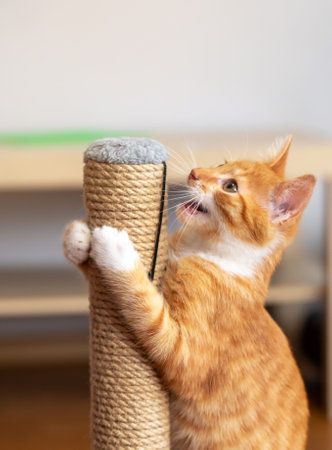 Domestic ginger little cute kitten plays with a scratching post. Fun for cats. selective focusの写真素材
