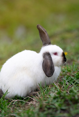 White cute rabbit sitting on the grass. Young adorable bunny playing in garden outdoor.の写真素材