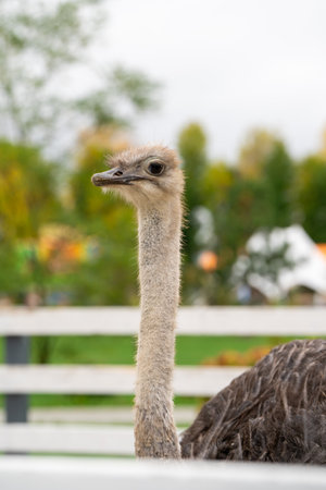 Funny ostrich in the zoo, close-up portrait. Nature and animals. vertical photoの写真素材