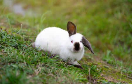 White cute rabbit sitting on the grass. Young adorable bunny playing in garden outdoor.の写真素材