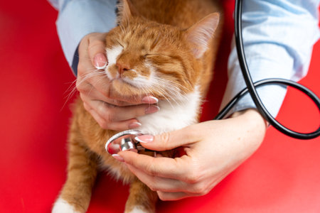 Veterinarian holding stethoscope near cat. Treatment of animals and care for their health. Tabby ginger kitty. Diagnostics and check the cat's breath. Pet Check-Upの写真素材