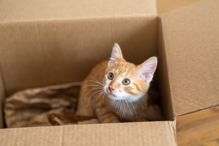 Ginger little cute cat plays in a small box. Fun for cats. Petsの写真素材
