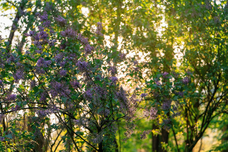 Beautiful lilac bush growing in the park at sunset on a sunny day. Nature. Selective focus