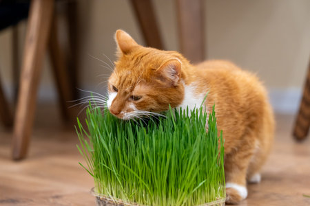 A ginger domestic cat eats green grass. Healthy, special vitamin-rich food for cats. Selective focus