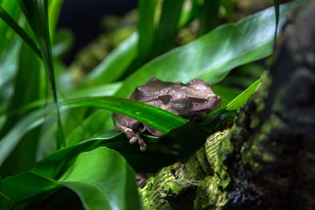 File-eared tree frog or bony-headed flying frog (Polypedates otilophus) hiding on a leaf.の写真素材