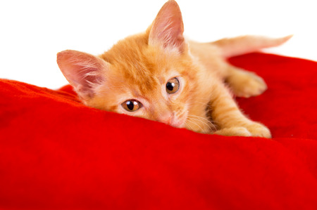 red cat lies on a pillow isolated on white backgroundの写真素材