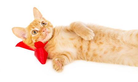 young redhead cat lies on the floor in the red ribbon isolated on white backgroundの写真素材