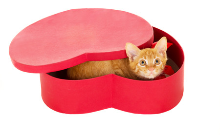playful young redhead kitty sits in a box isolated on white backgroundの写真素材