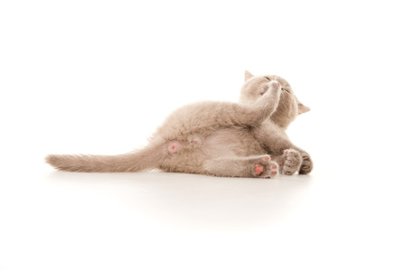 little kitten licking his paw while lying on the floorの写真素材