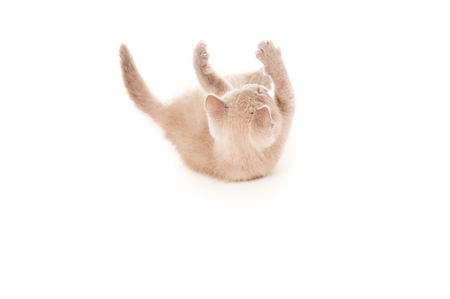 small british kitten game isolatedの写真素材