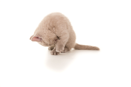 British kitten sits and washes isolatedの写真素材