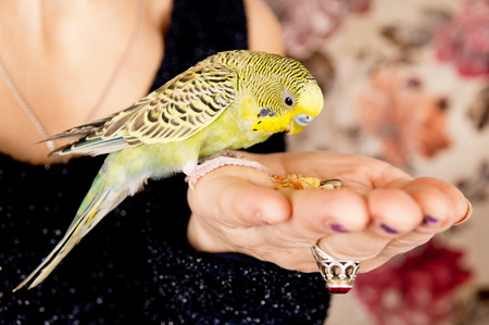 parrot eats with his hands, houseの写真素材