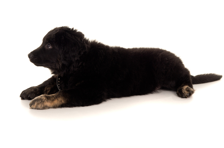 Young Beautiful dog lying isolatedの写真素材