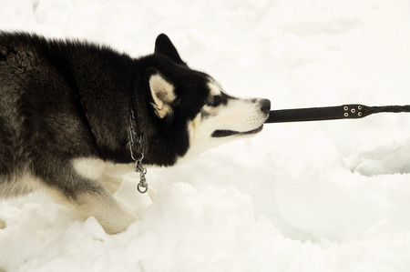 Siberian Laika playing in the winterの写真素材
