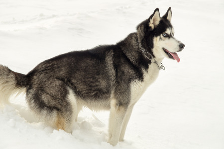 Siberian Laika stands at snow