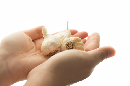 Woman holding three bulbs of garlic in handsの写真素材