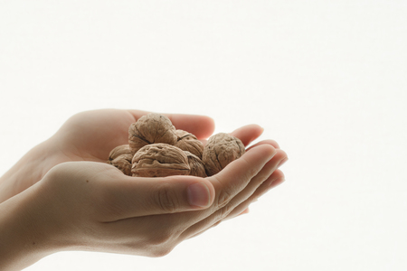 Hands holding handful of walnuts