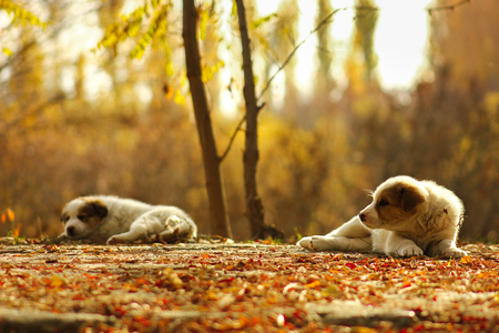Cute dog walking at autumn park standing on hind pawsの写真素材