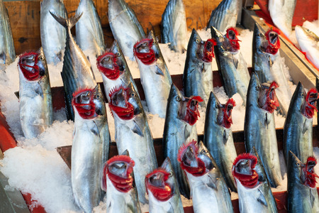 Palamut - Fresh bonito fish in the market