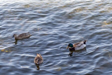 Ducks floating on a lakeの写真素材