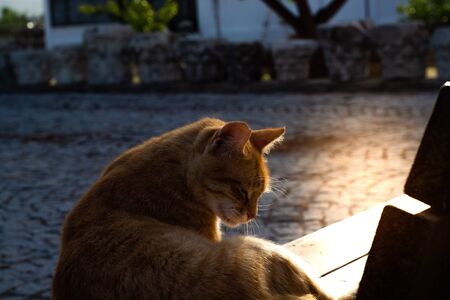Orange cat turns left And the morning sunの写真素材