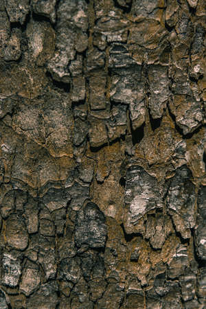 bark of a tree
