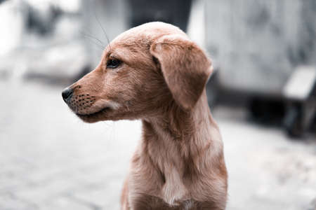 golden retriever dogの写真素材