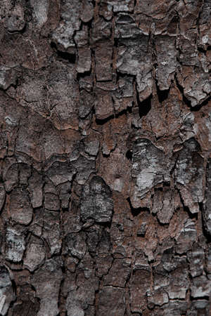 bark of a tree