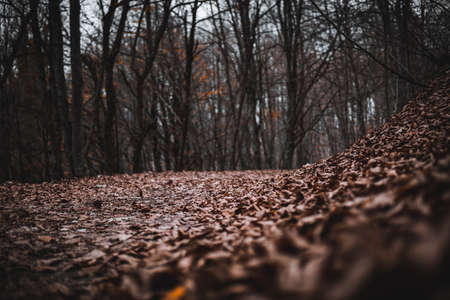 path in the forest