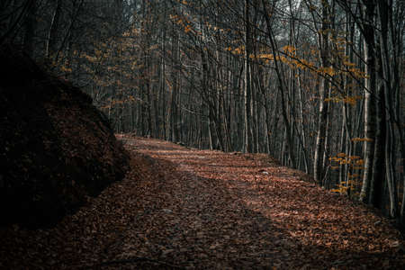 path in the forestの写真素材