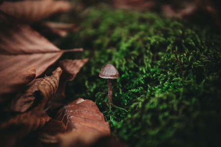 mushroom grown among moss and leavesの写真素材
